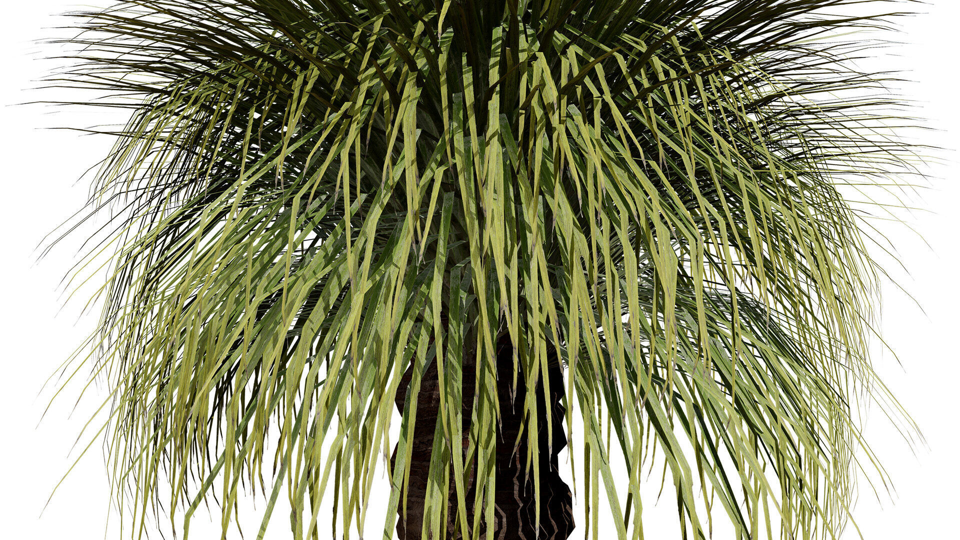 Australian Xanthorrhoea Pack Low-poly 3D model_5