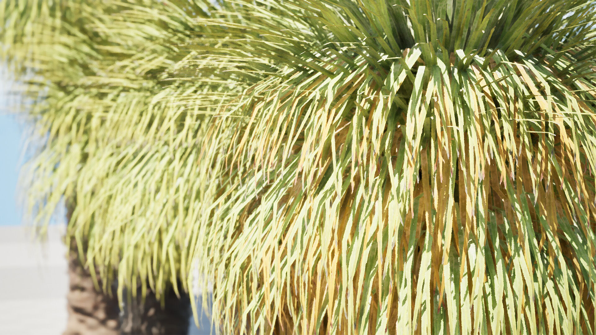 Australian Xanthorrhoea Pack Low-poly 3D model_13