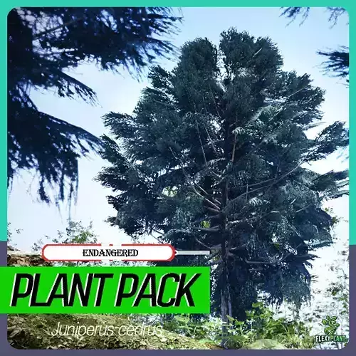 Endangered Plant - 6 Juniperus cedrus Conifer Tree