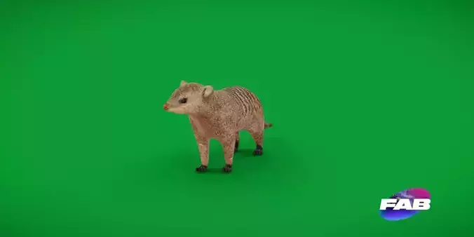 Banded Mongoose Low-poly 3D model