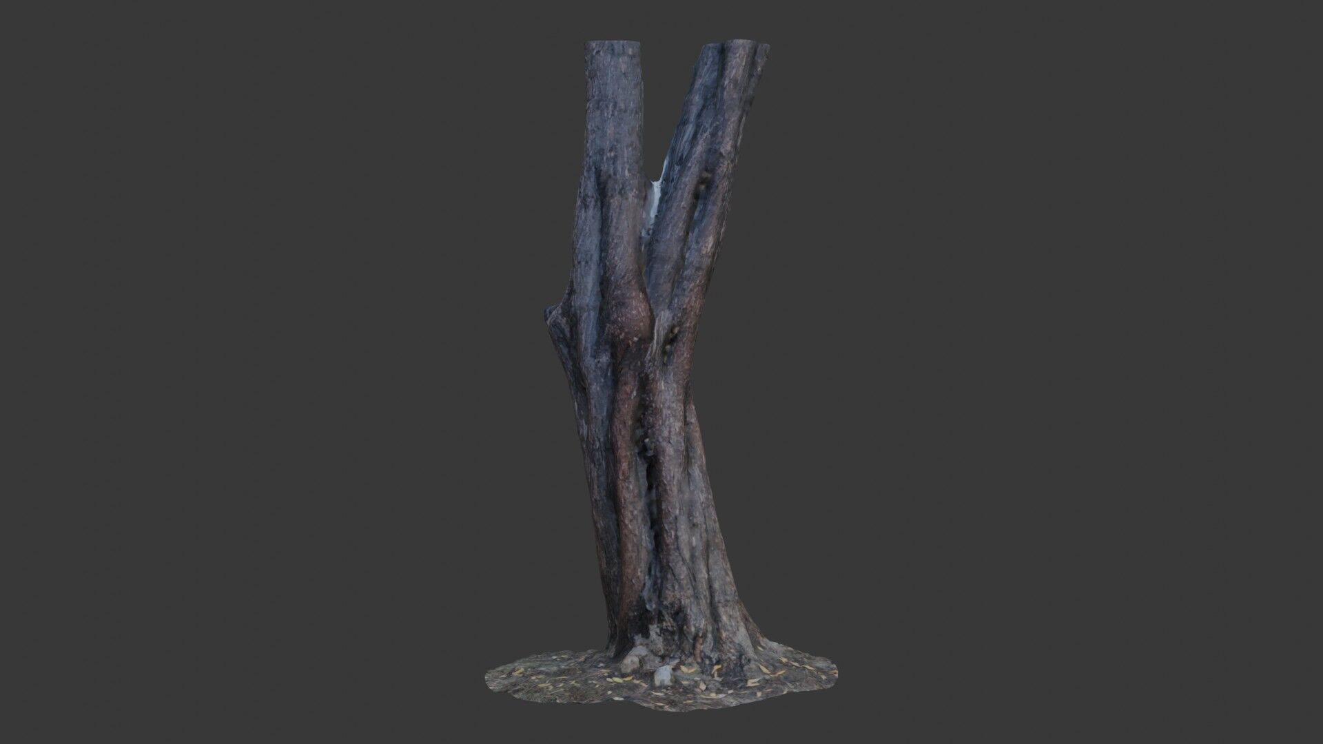 Split Tree Trunk - 3D Scanned Low-Poly Model Low-poly 3D model_1