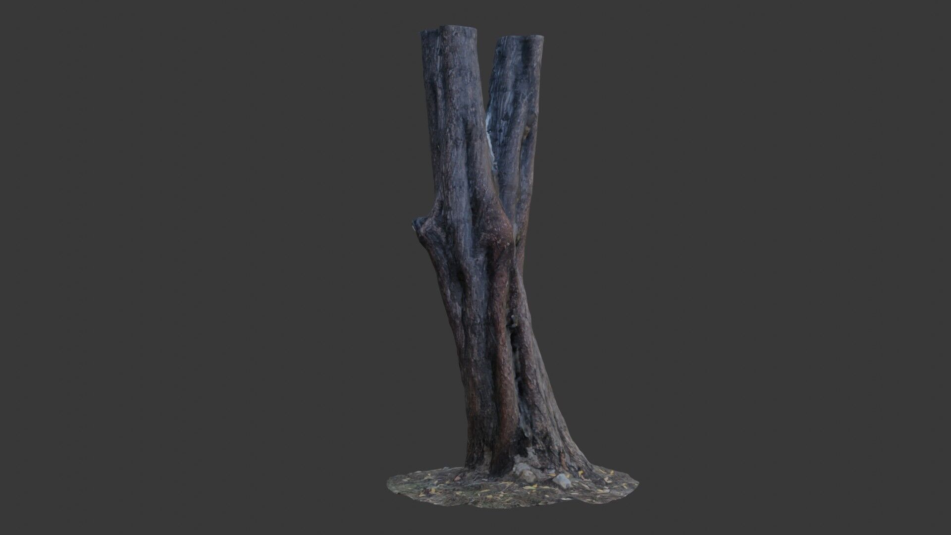 Split Tree Trunk - 3D Scanned Low-Poly Model Low-poly 3D model_3