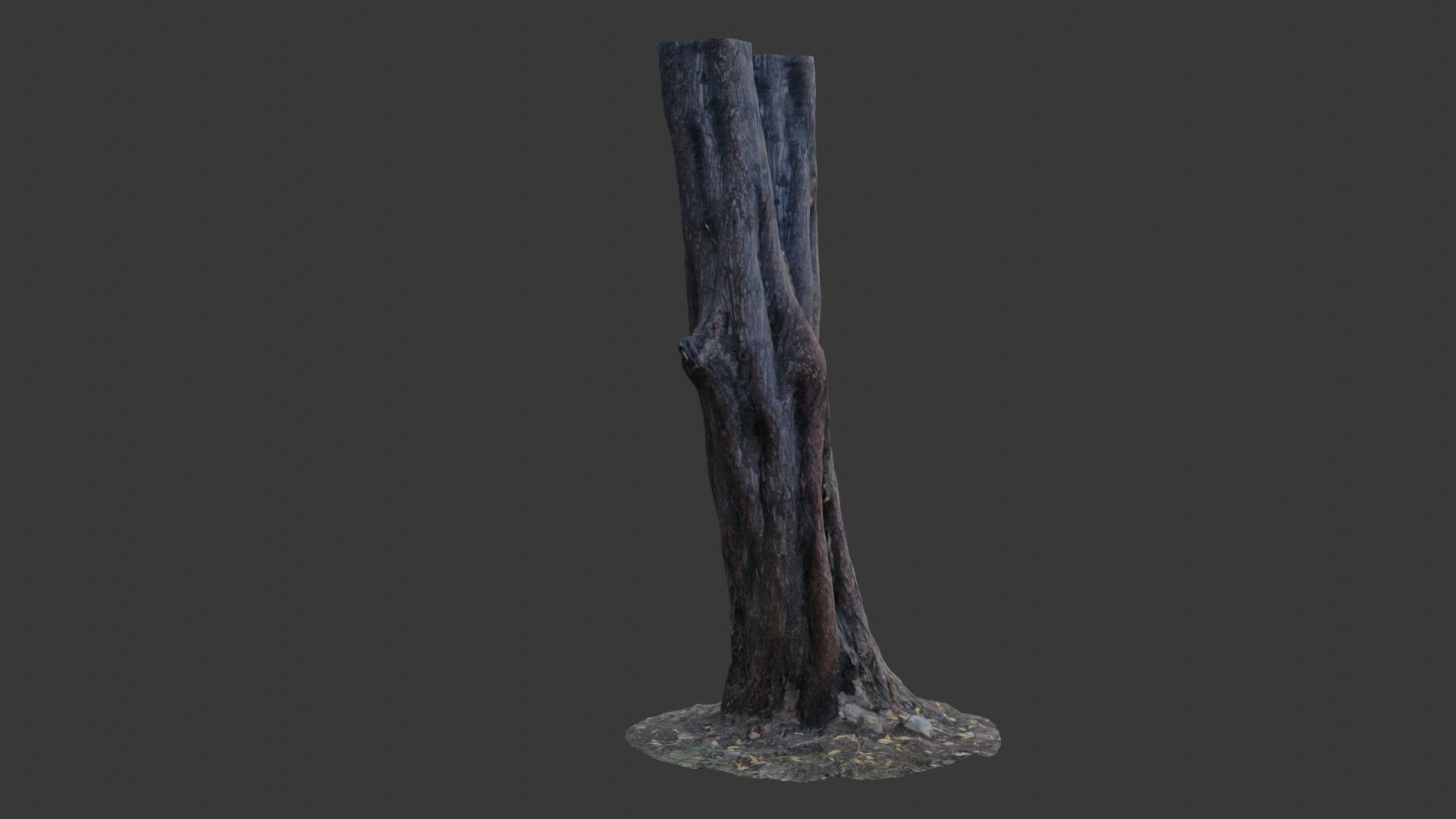 Split Tree Trunk - 3D Scanned Low-Poly Model Low-poly 3D model_4