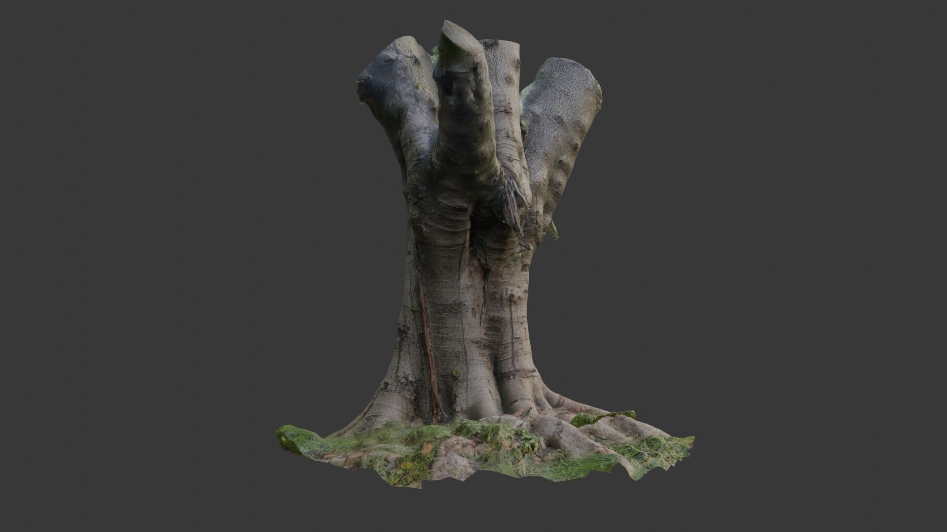 Old Pollarded Tree Trunk - 3D Scanned Low-Poly Model Low-poly 3D model_4