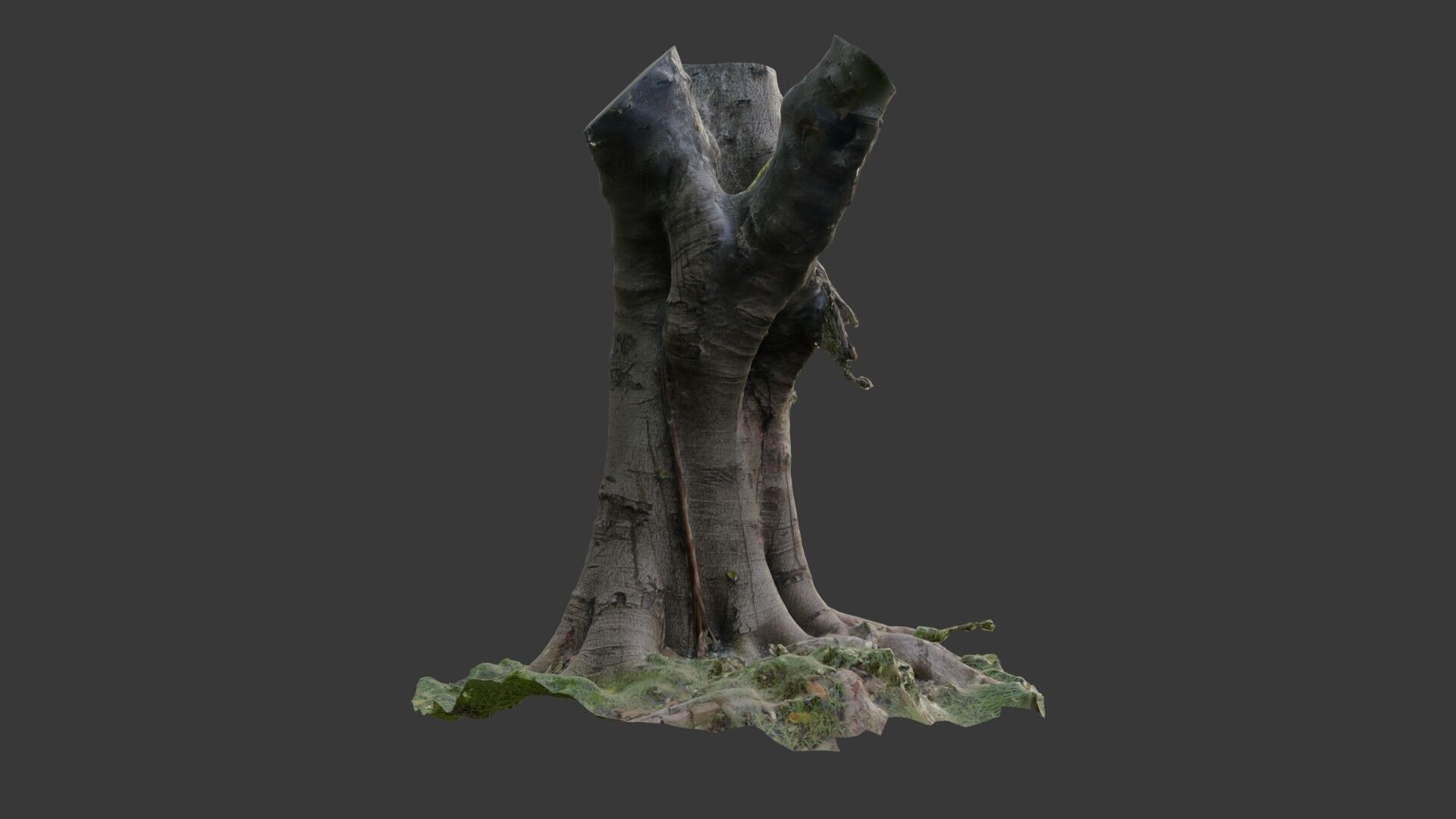 Old Pollarded Tree Trunk - 3D Scanned Low-Poly Model Low-poly 3D model_5