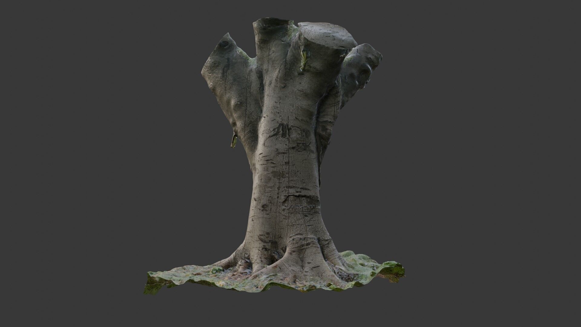 Old Pollarded Tree Trunk - 3D Scanned Low-Poly Model Low-poly 3D model_6