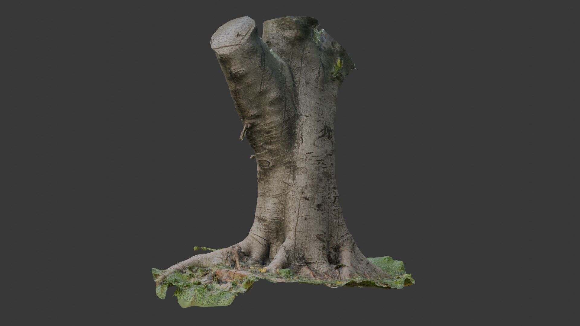 Old Pollarded Tree Trunk - 3D Scanned Low-Poly Model Low-poly 3D model_7