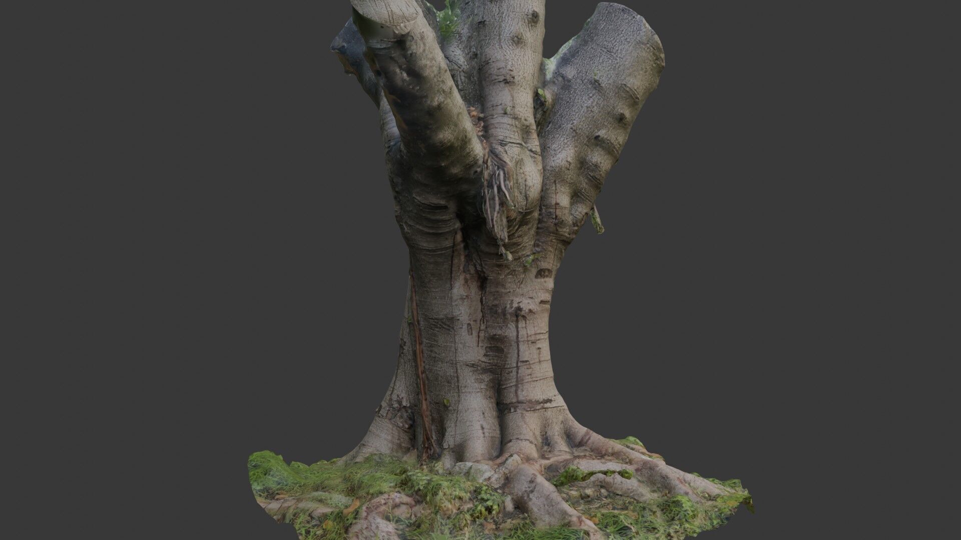 Old Pollarded Tree Trunk - 3D Scanned Low-Poly Model Low-poly 3D model_3