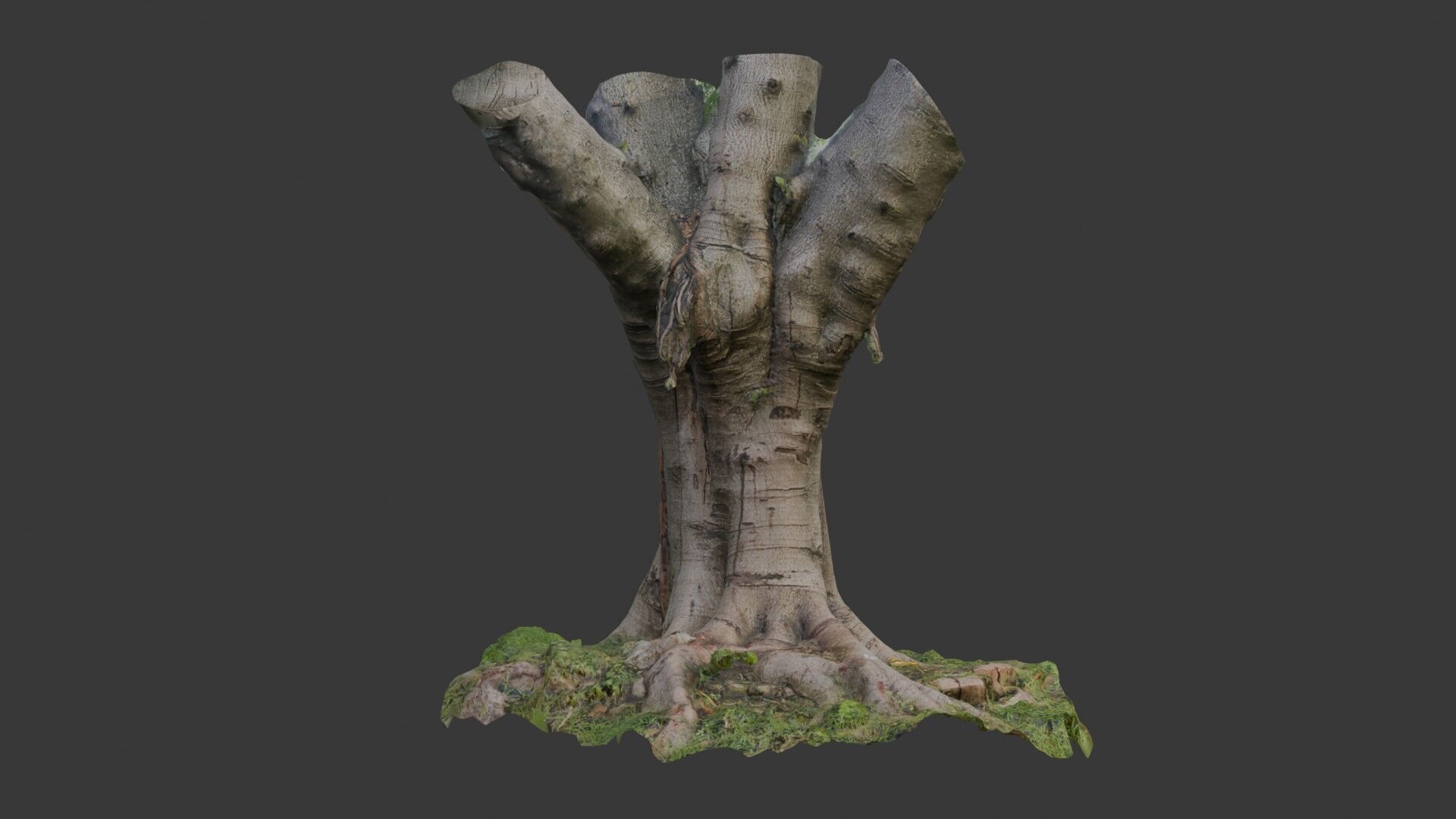 Old Pollarded Tree Trunk - 3D Scanned Low-Poly Model Low-poly 3D model_1