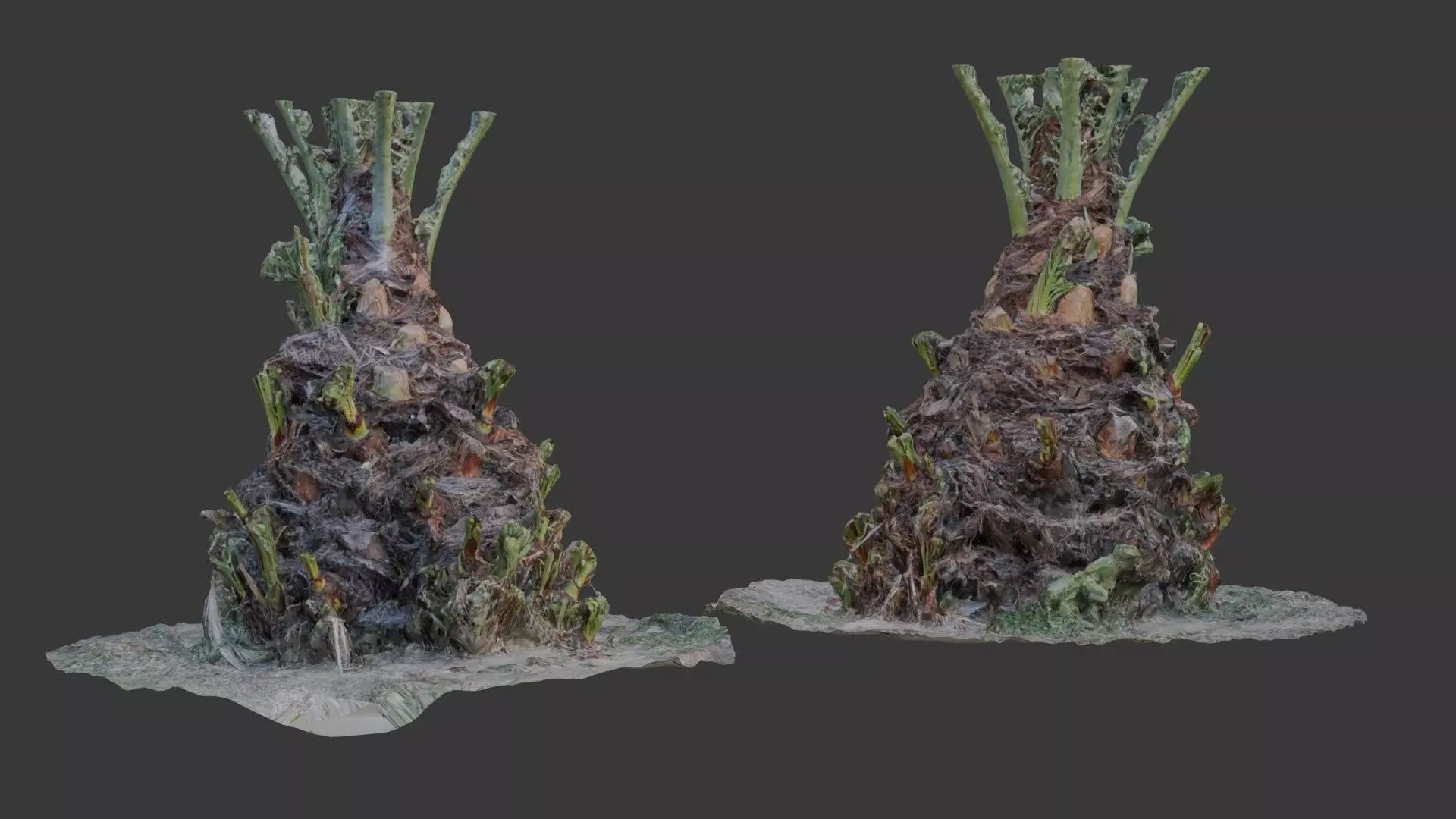 Decayed Plant Stump - 3D Scanned Organic Model Low-poly 3D model_0