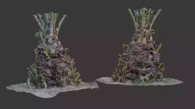 Decayed Plant Stump - 3D Scanned Organic Model
