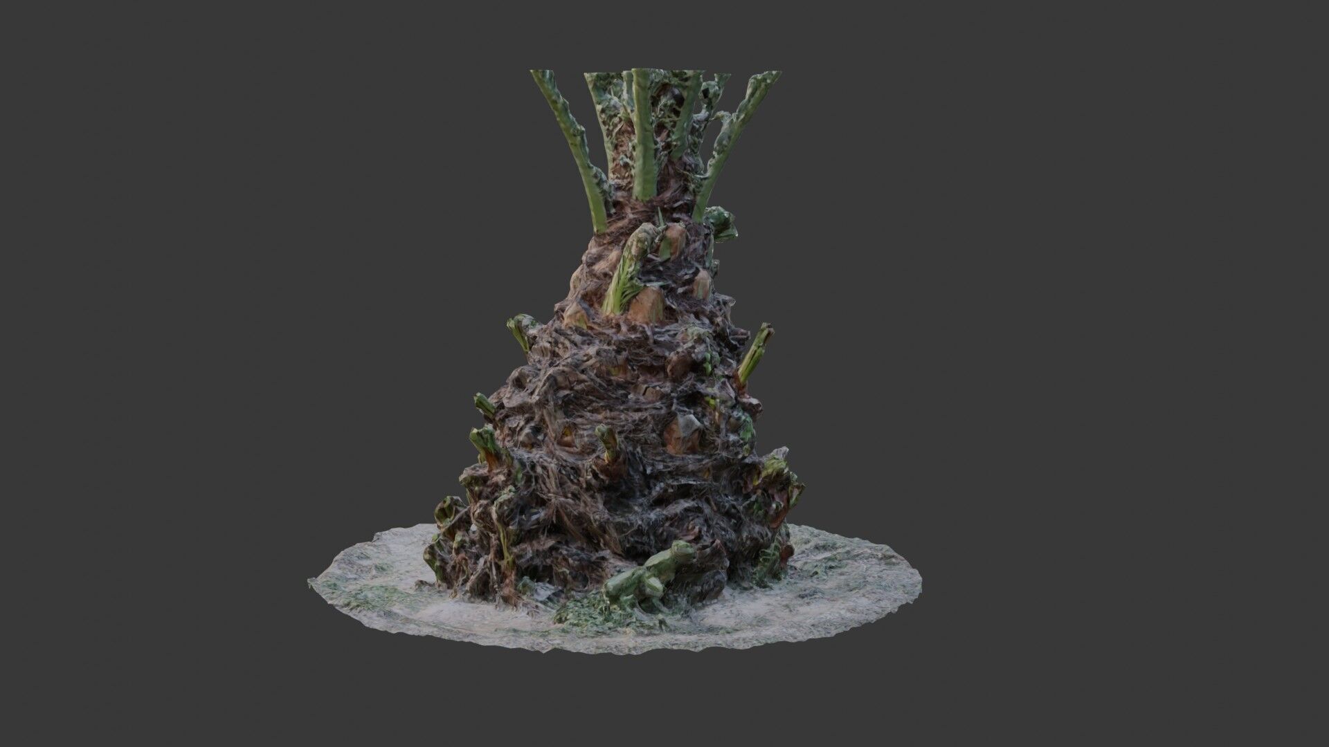 Decayed Plant Stump - 3D Scanned Organic Model Low-poly 3D model_7