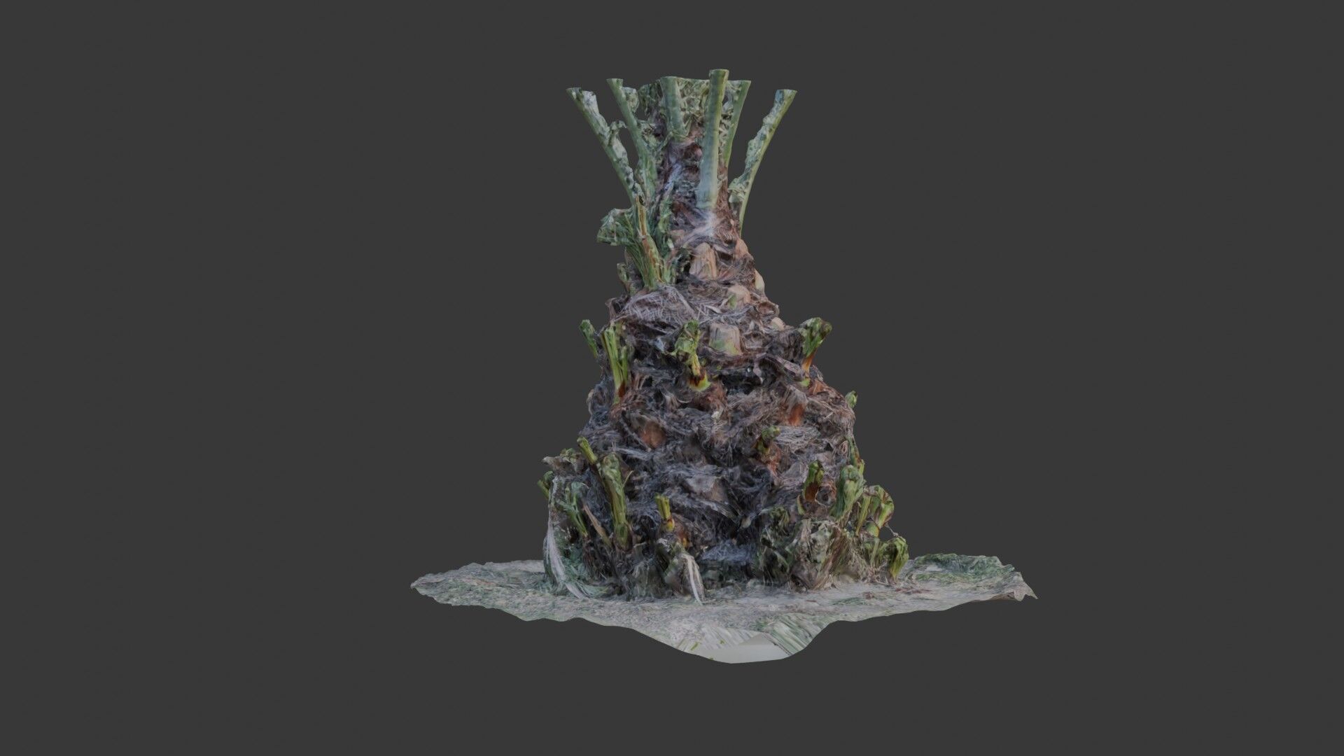 Decayed Plant Stump - 3D Scanned Organic Model Low-poly 3D model_1