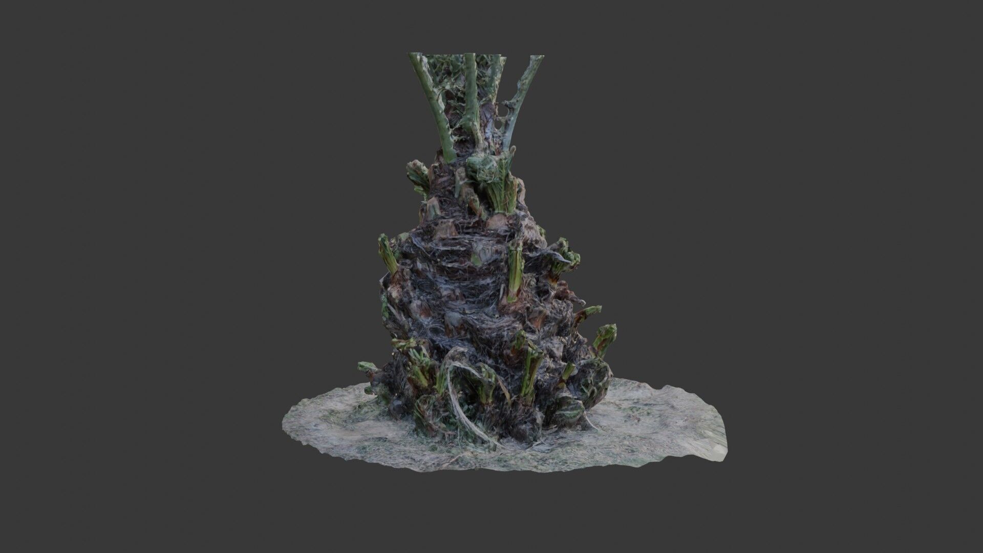 Decayed Plant Stump - 3D Scanned Organic Model Low-poly 3D model_4
