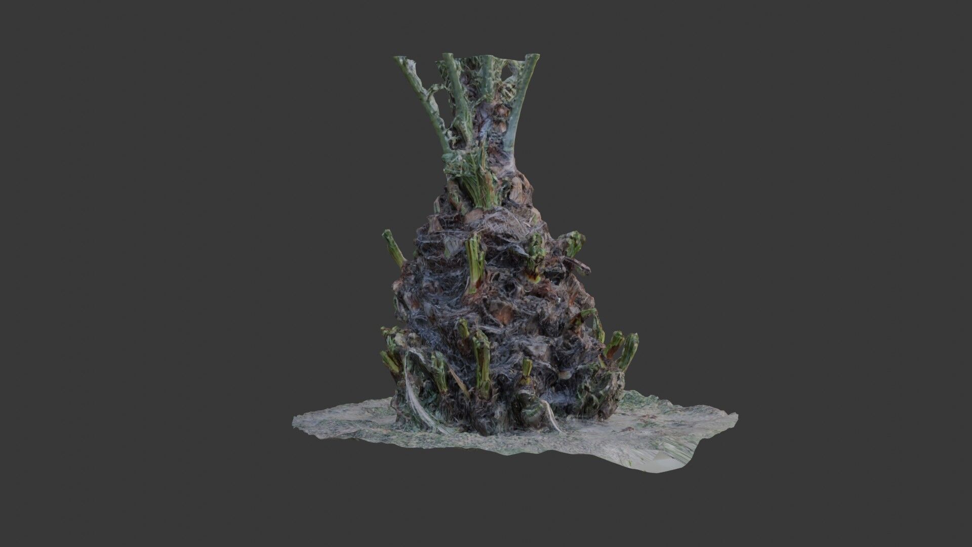 Decayed Plant Stump - 3D Scanned Organic Model Low-poly 3D model_3