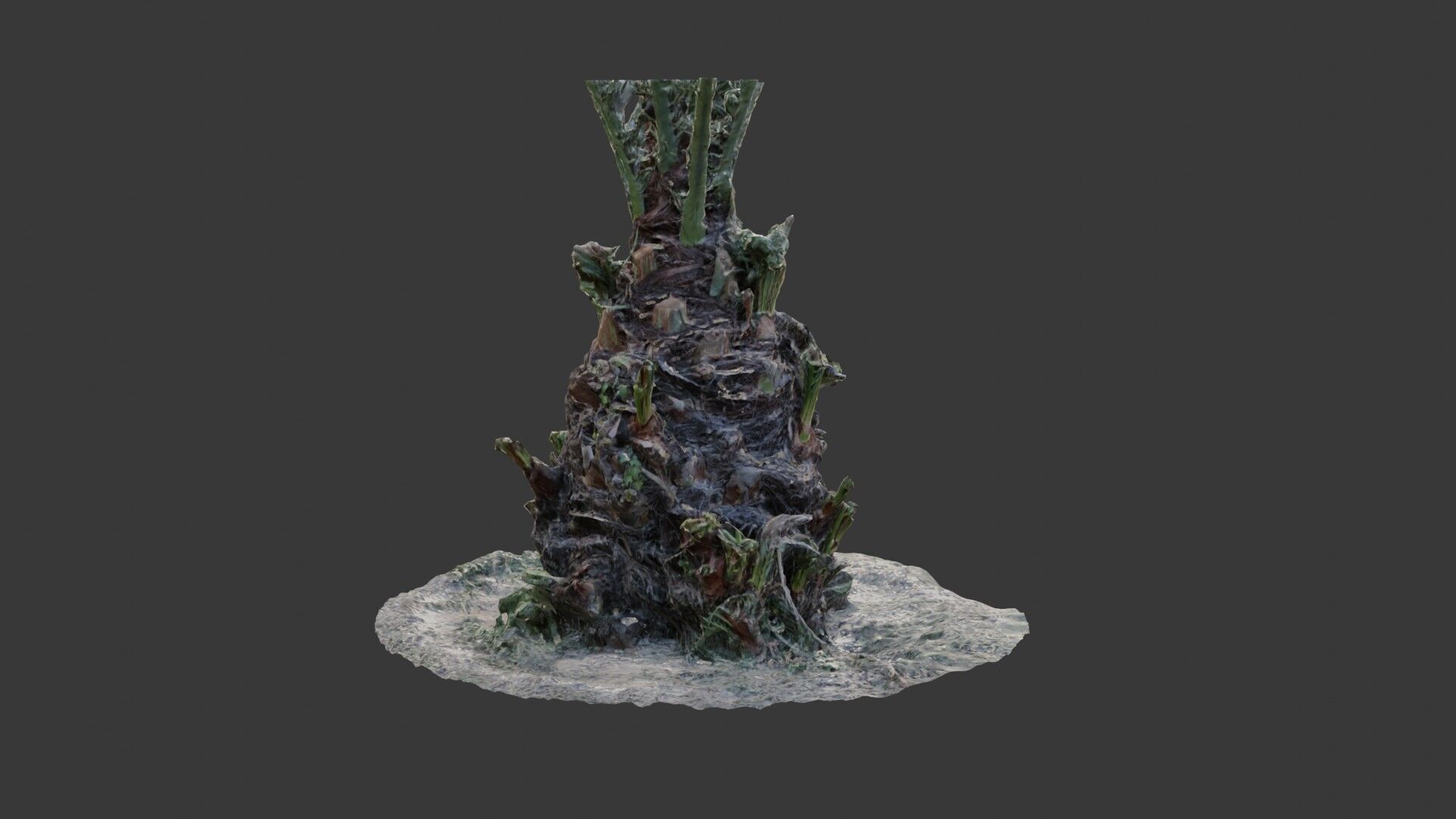 Decayed Plant Stump - 3D Scanned Organic Model Low-poly 3D model_5