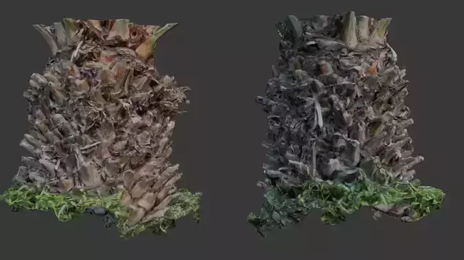 Palm Tree Trunk Base - 3D Scanned Model
