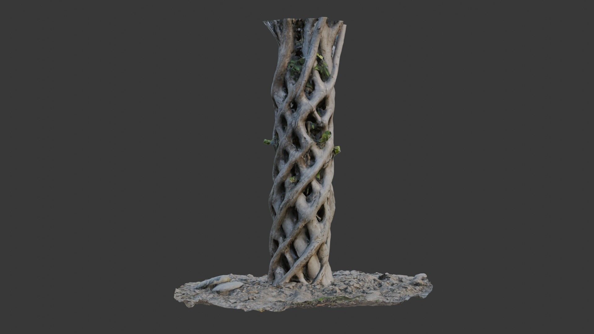 Twisted Hollow Tree Trunk  3D Scanned Model Low-poly 3D model_1