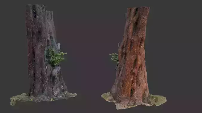 Old Tree Trunk with Moss and Vines  3D Scanned Model