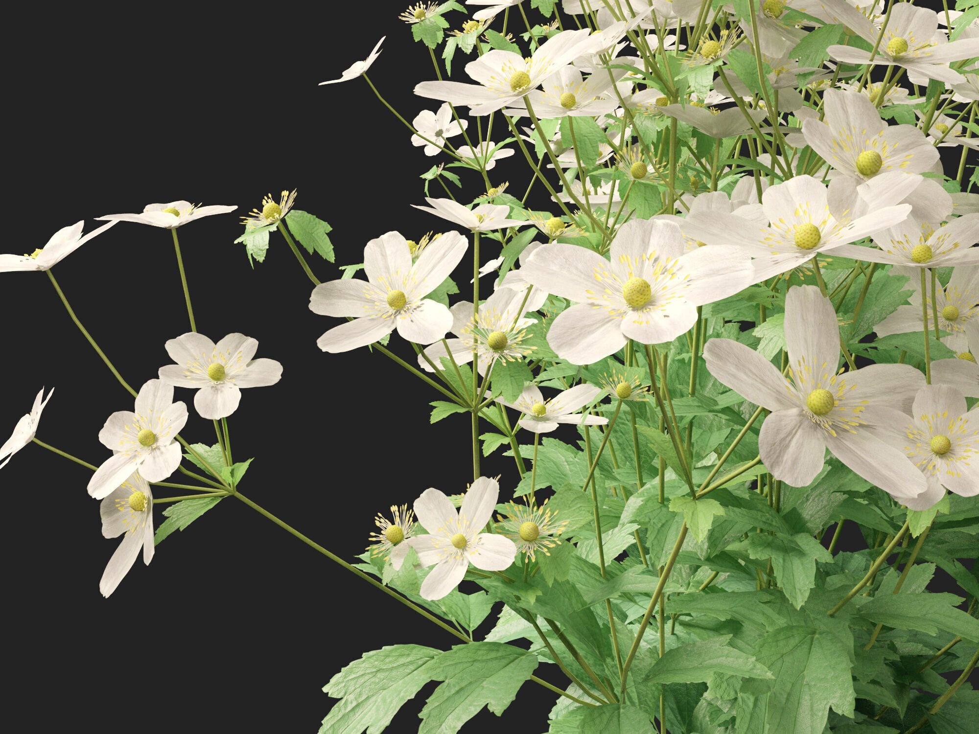 Highpoly-Low Poly -  Anemone hupehensis - Thimbleflower  Low-poly 3D model_6