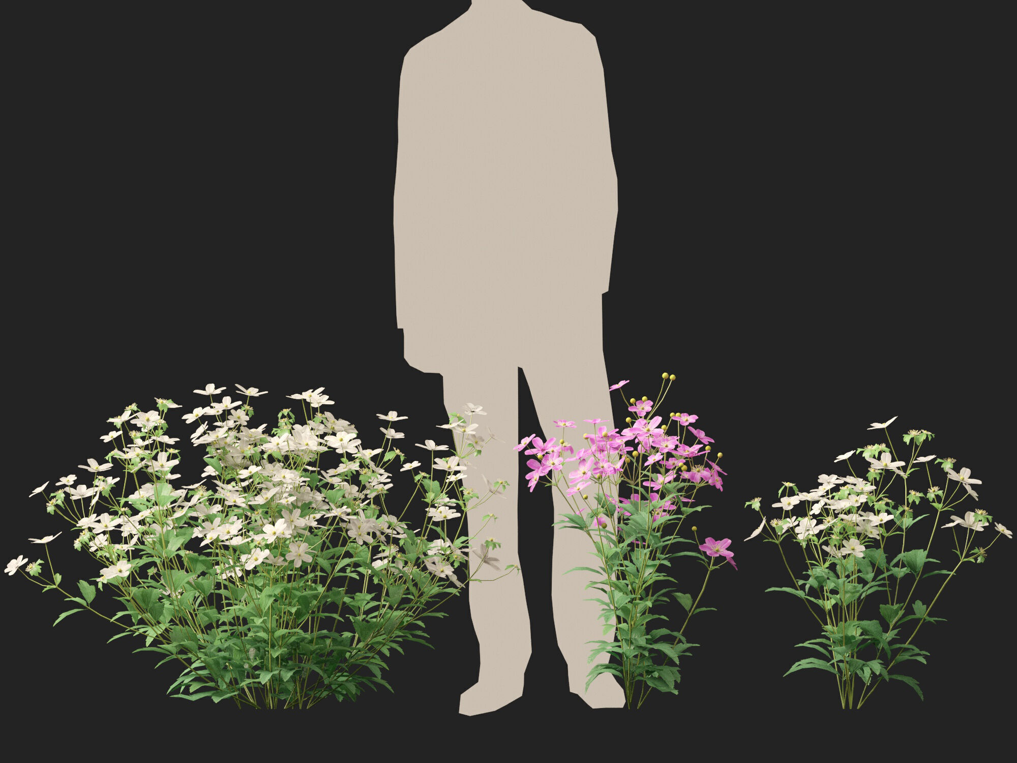 Highpoly-Low Poly -  Anemone hupehensis - Thimbleflower  Low-poly 3D model_16