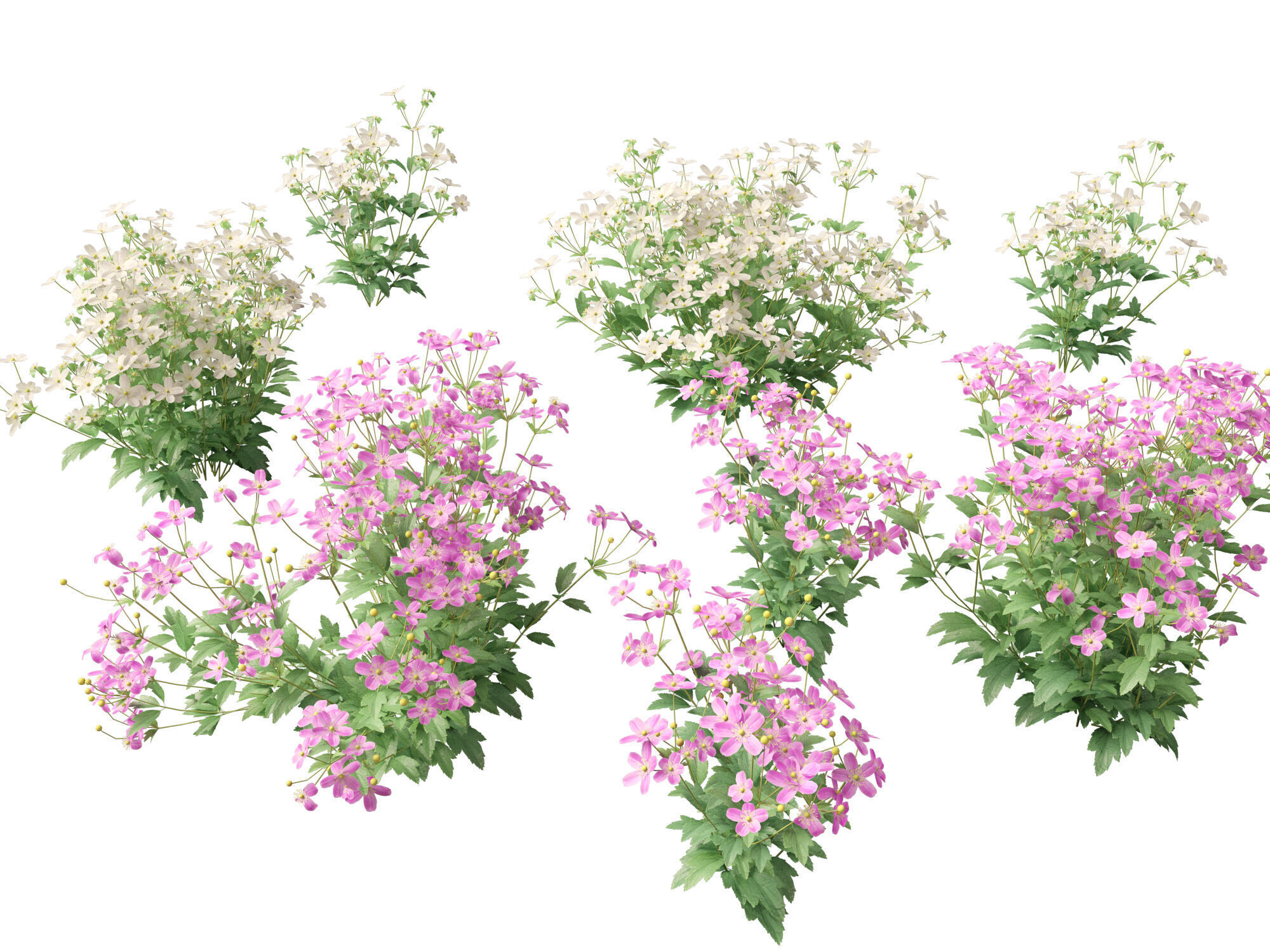 Highpoly-Low Poly -  Anemone hupehensis - Thimbleflower  Low-poly 3D model_19