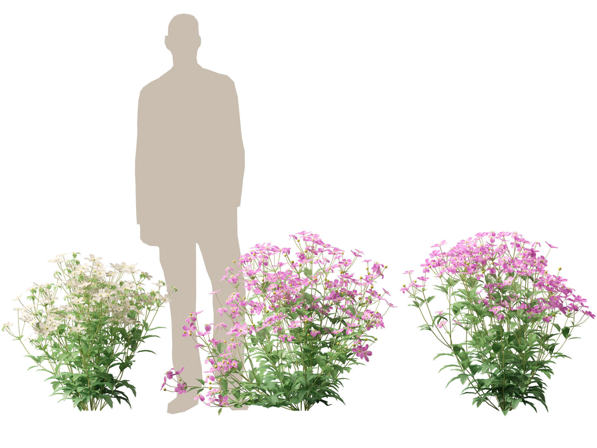 Highpoly-Low Poly -  Anemone hupehensis - Thimbleflower  Low-poly 3D model_11