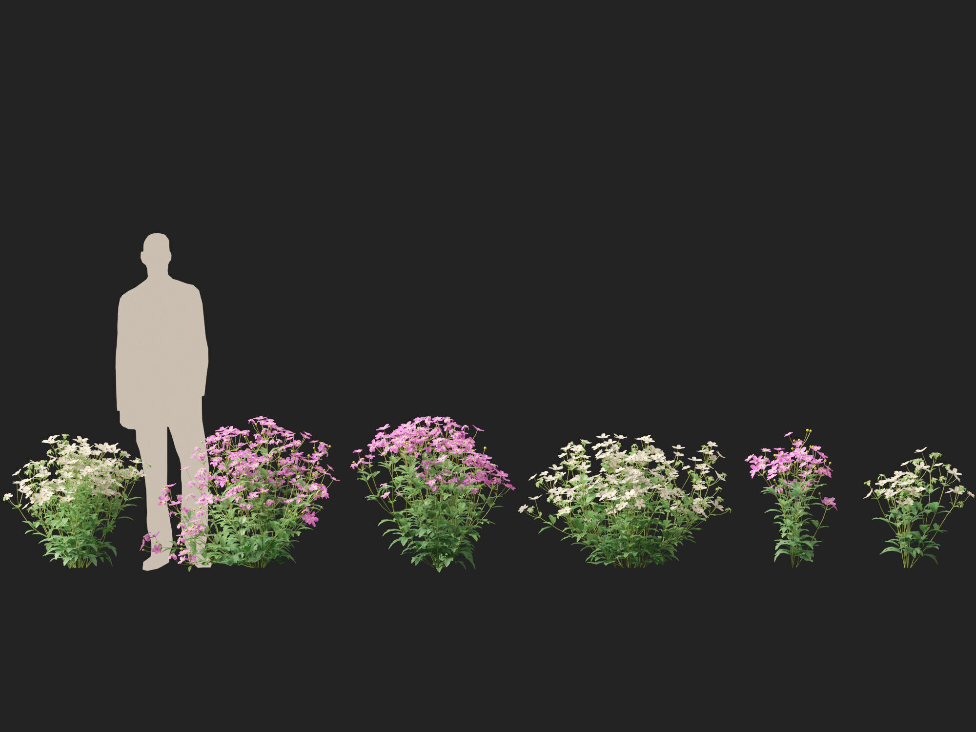 Highpoly-Low Poly -  Anemone hupehensis - Thimbleflower  Low-poly 3D model_8