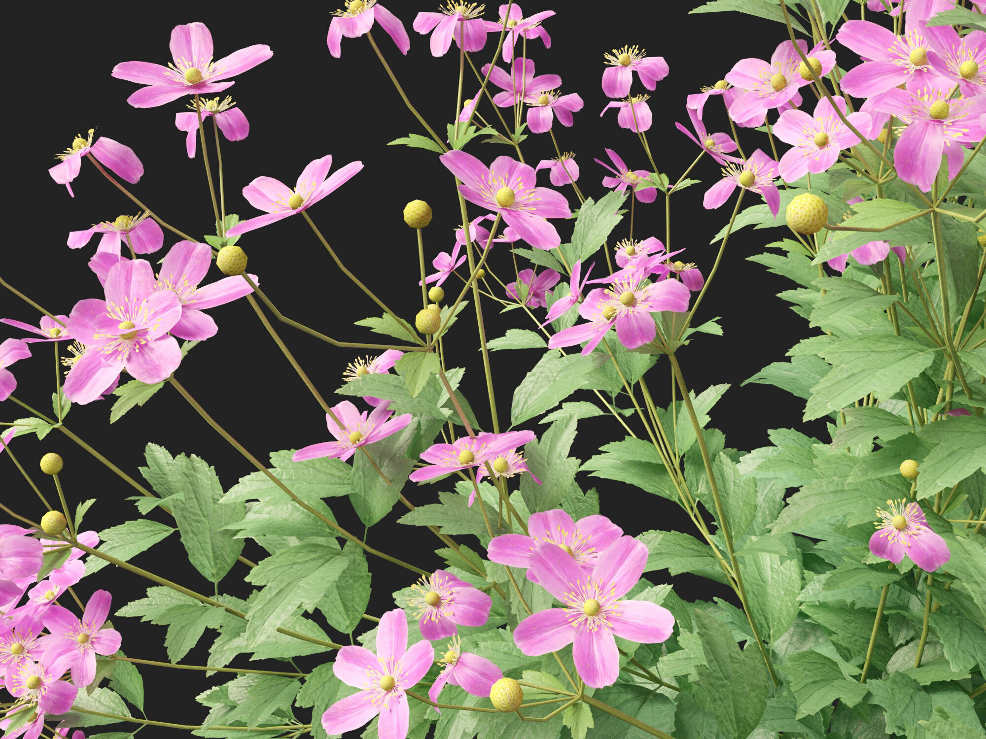 Highpoly-Low Poly -  Anemone hupehensis - Thimbleflower  Low-poly 3D model_3