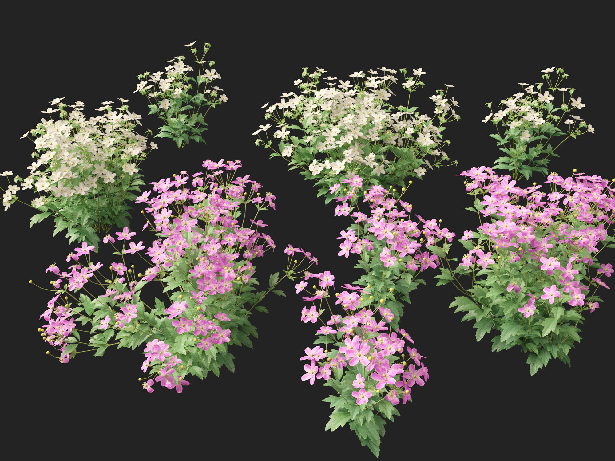 Highpoly-Low Poly -  Anemone hupehensis - Thimbleflower  Low-poly 3D model_20