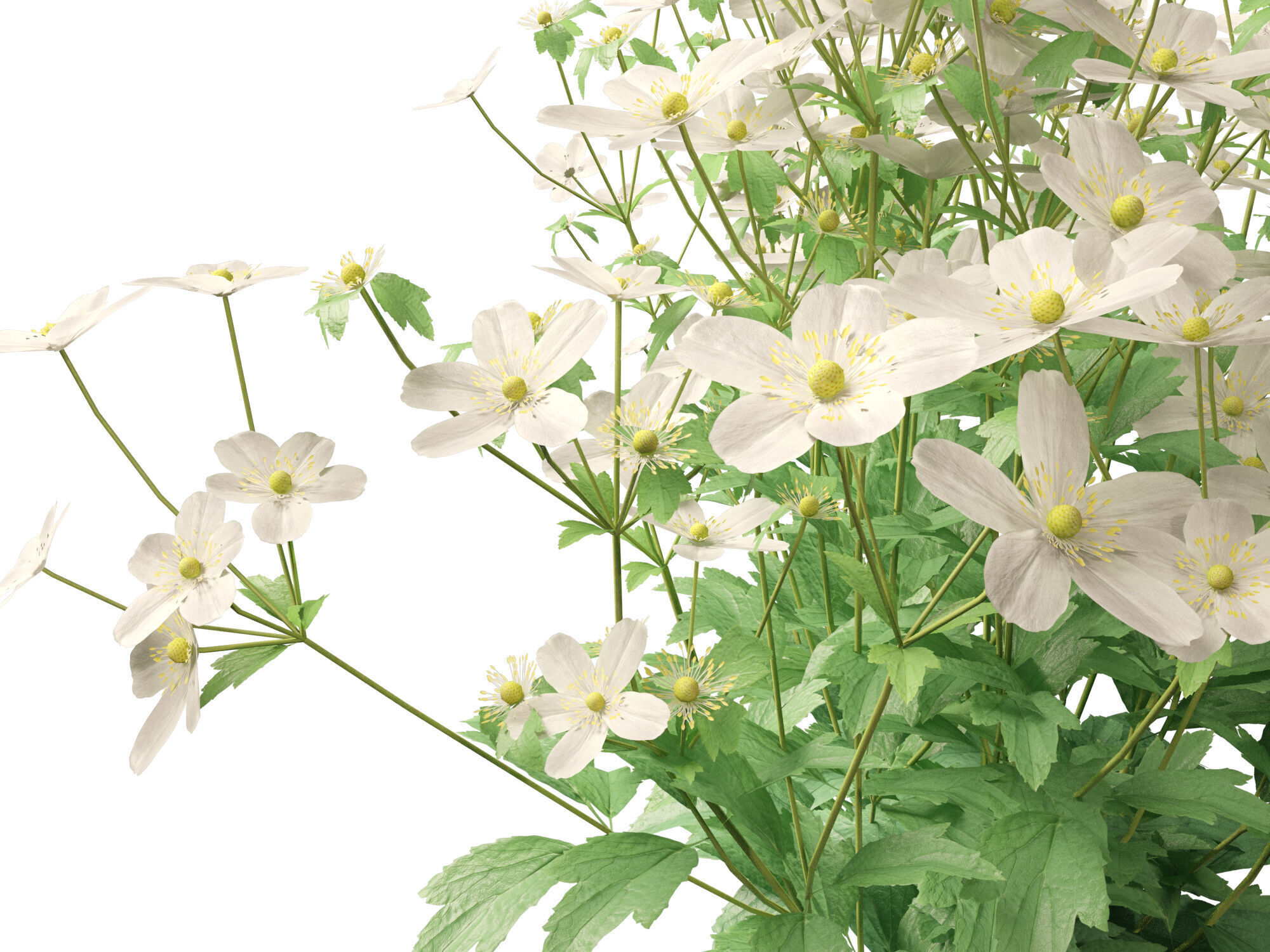 Highpoly-Low Poly -  Anemone hupehensis - Thimbleflower  Low-poly 3D model_4