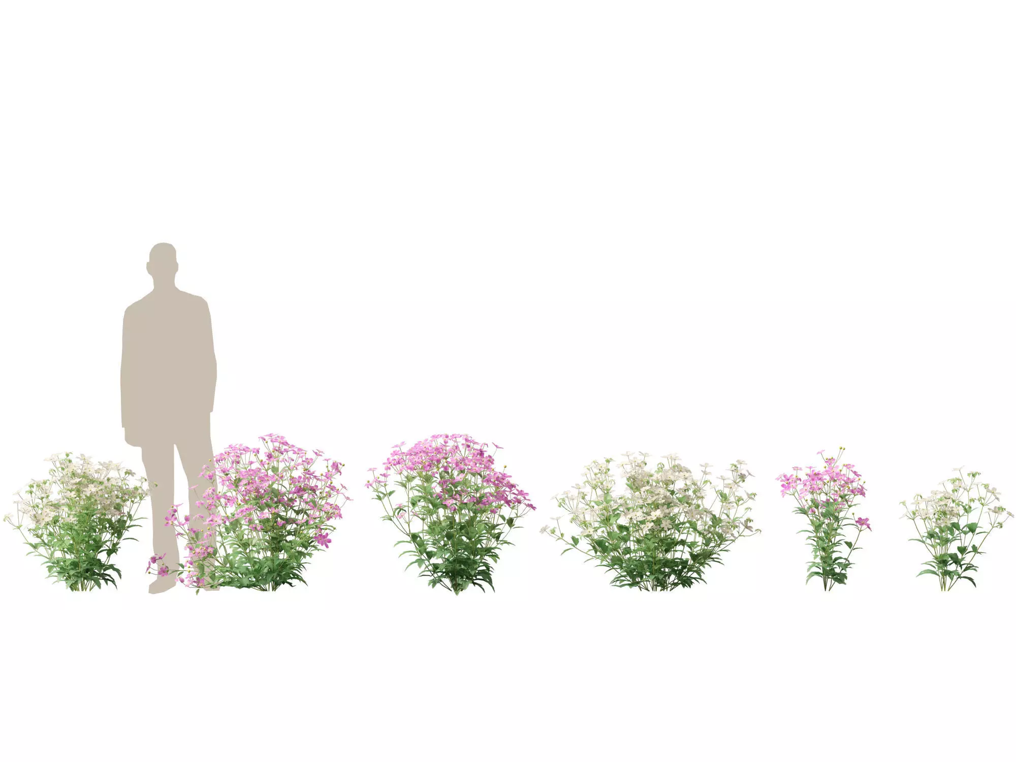 Highpoly-Low Poly -  Anemone hupehensis - Thimbleflower  Low-poly 3D model_0