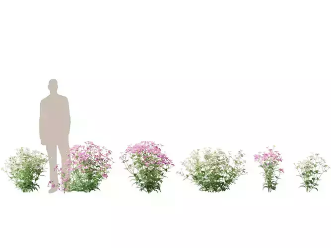 Highpoly-Low Poly -  Anemone hupehensis - Thimbleflower  Low-poly 3D model