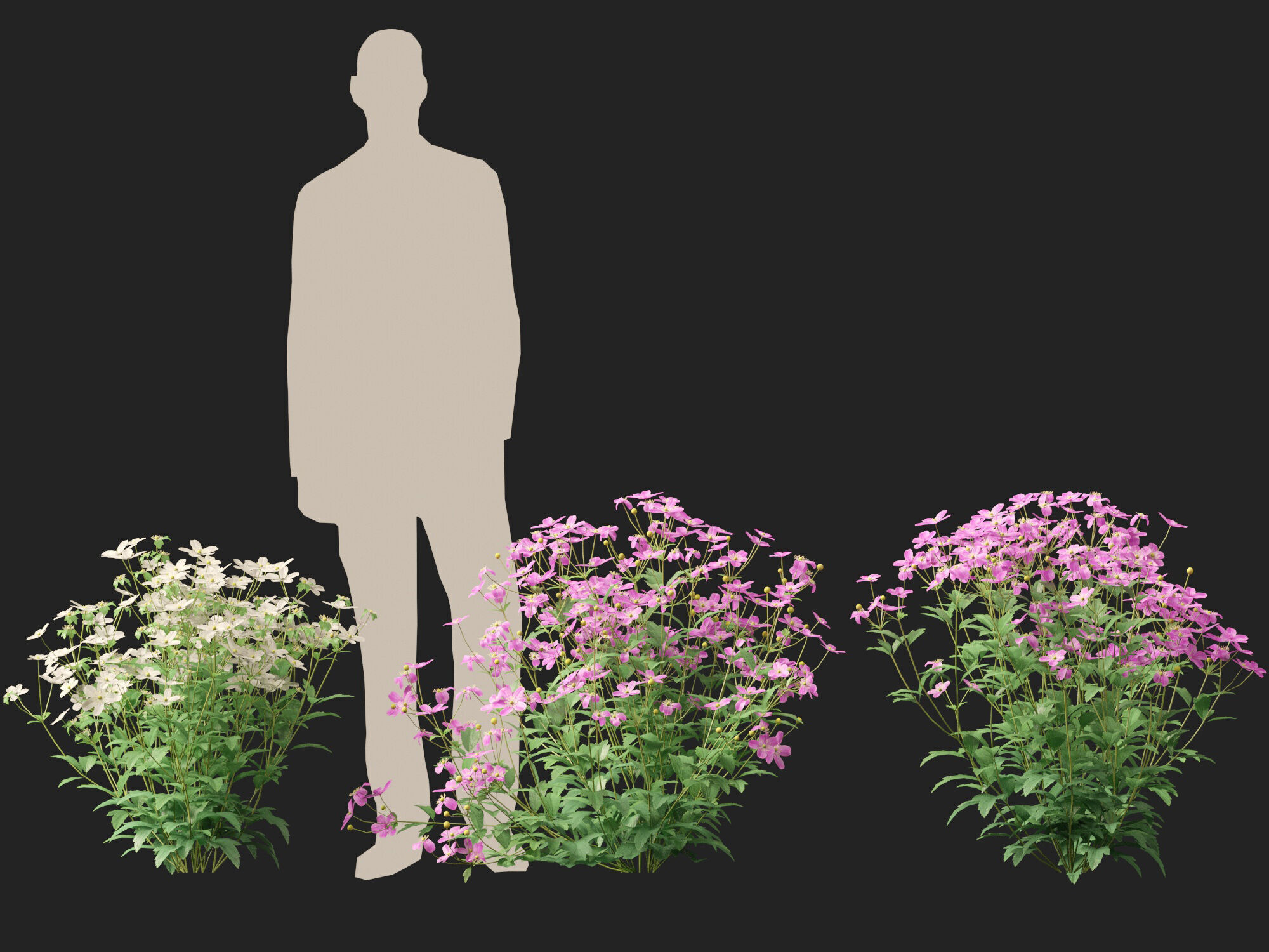 Highpoly-Low Poly -  Anemone hupehensis - Thimbleflower  Low-poly 3D model_12