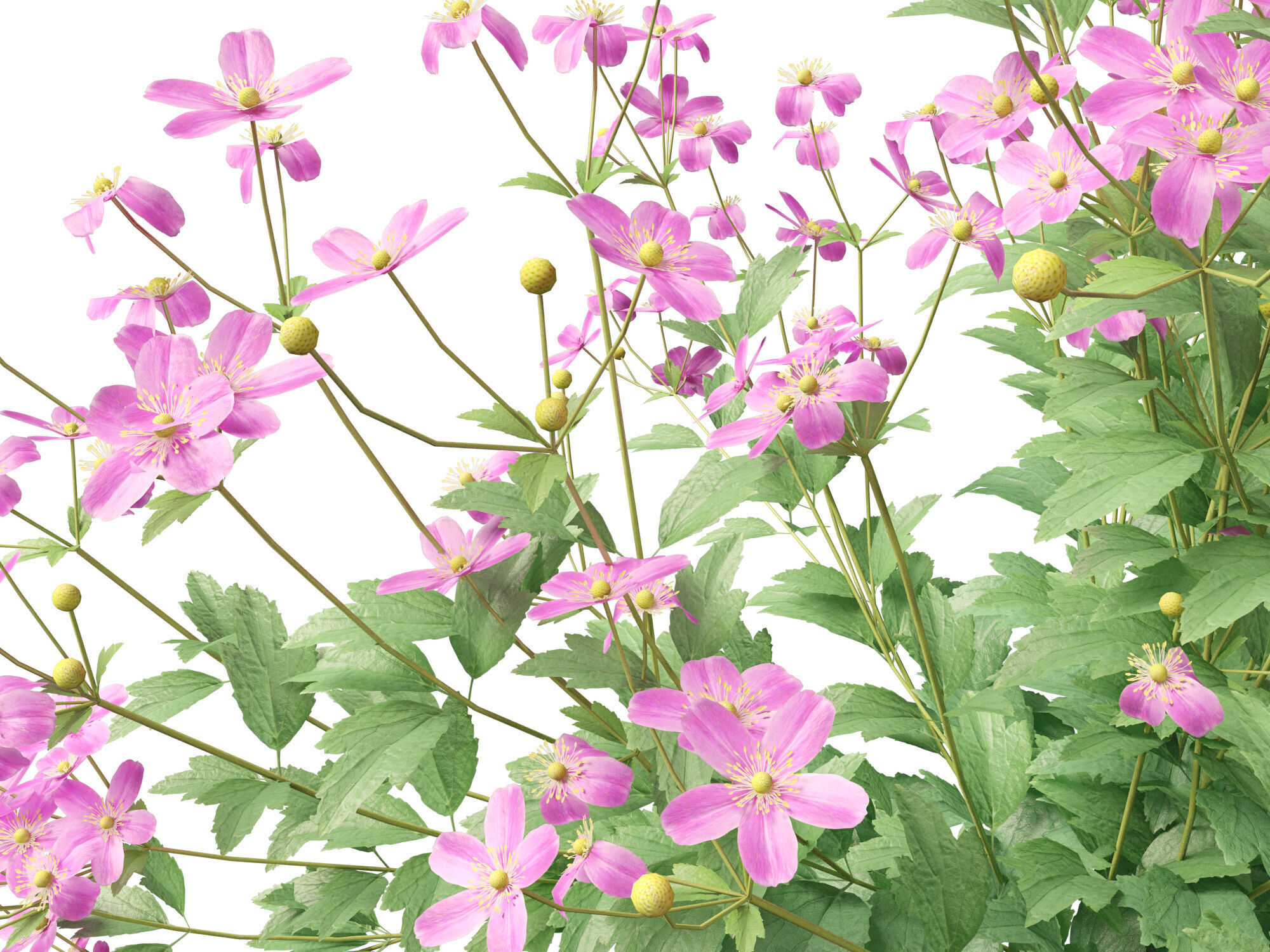 Highpoly-Low Poly -  Anemone hupehensis - Thimbleflower  Low-poly 3D model_22