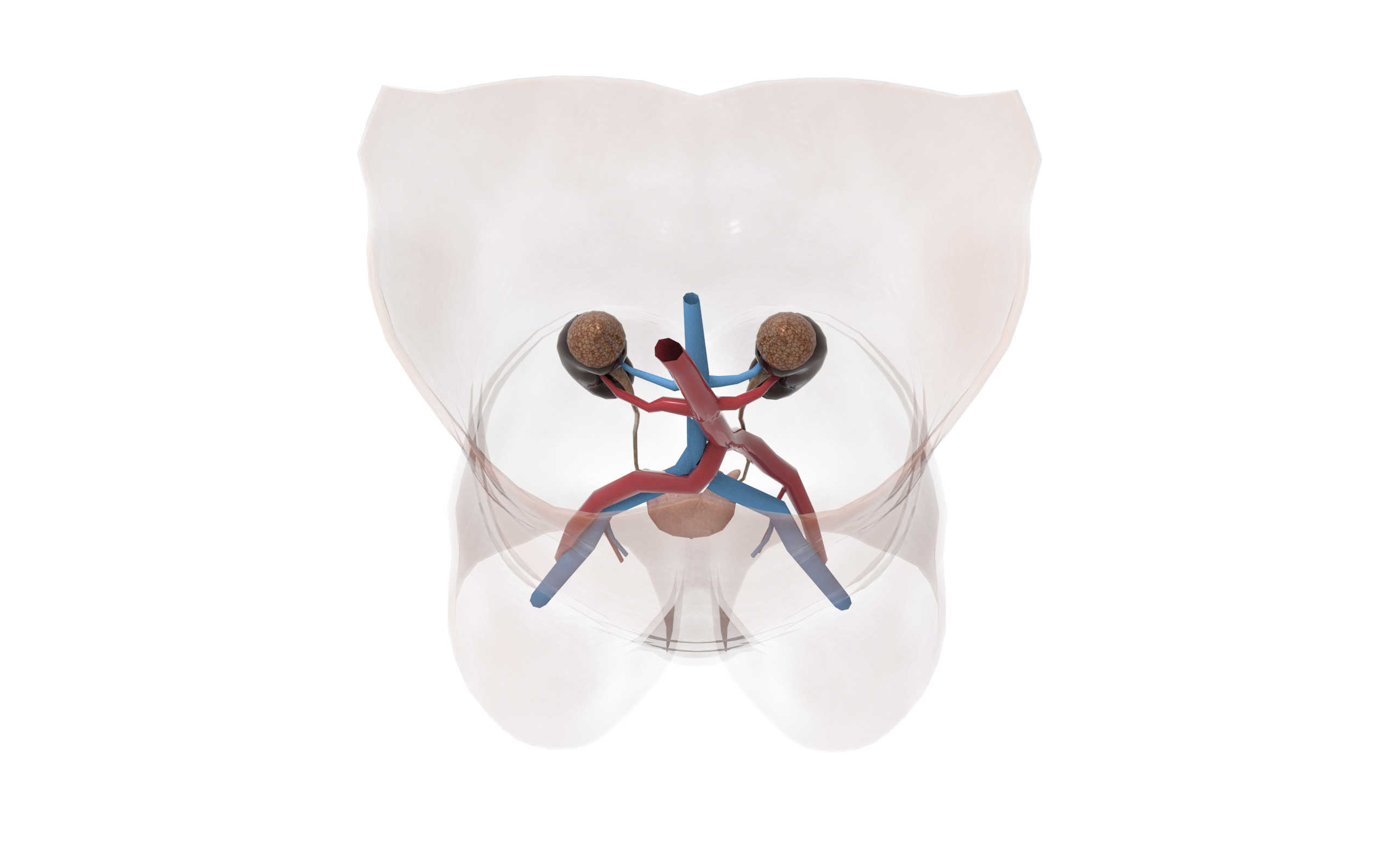 Urinary System Section Low-poly 3D model_1