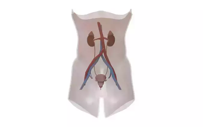 Urinary System Section