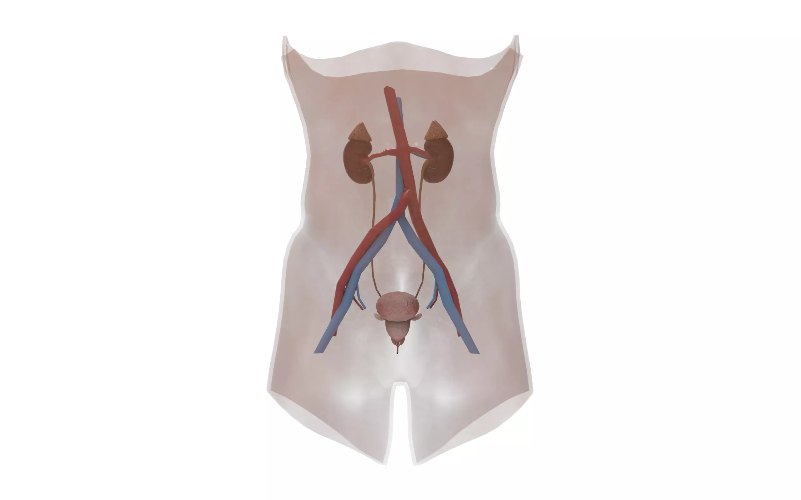 Urinary System Section Low-poly 3D model_0