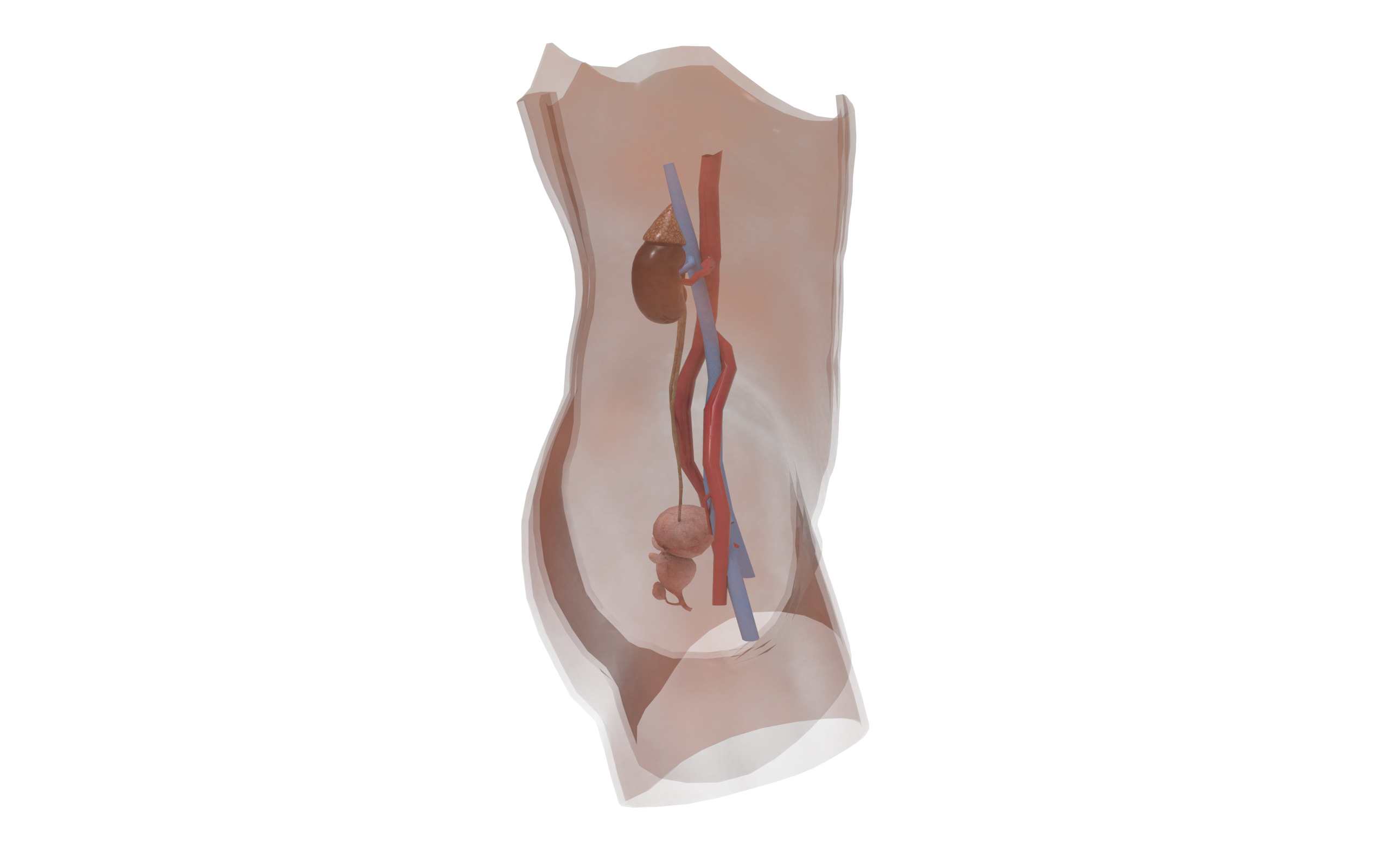 Urinary System Section Low-poly 3D model_3