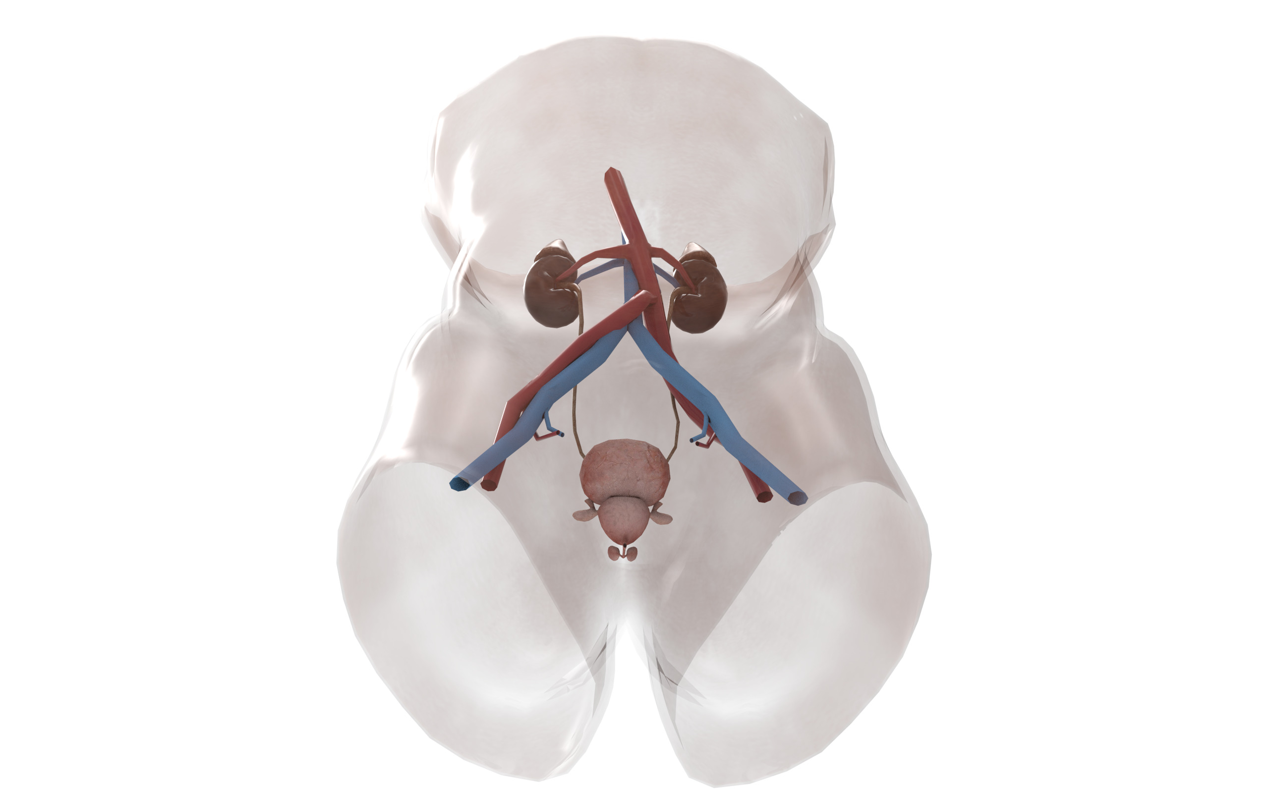 Urinary System Section Low-poly 3D model_4