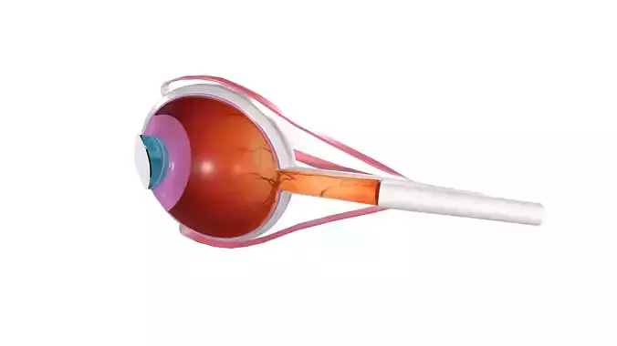 Human eye Photorealistic
