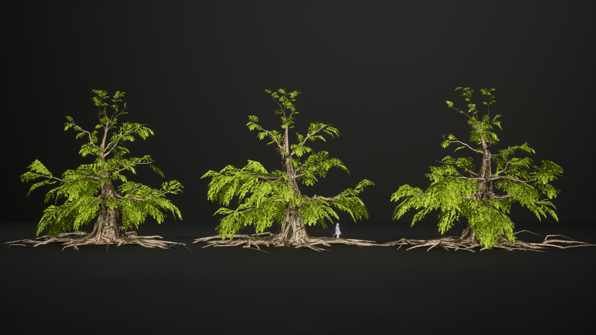 Endangered Plant - 6 Dawn Redwood Conifer Tree Low-poly 3D model_6