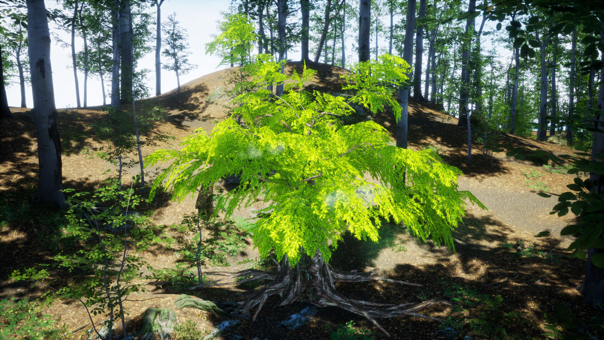 Endangered Plant - 6 Dawn Redwood Conifer Tree Low-poly 3D model_2