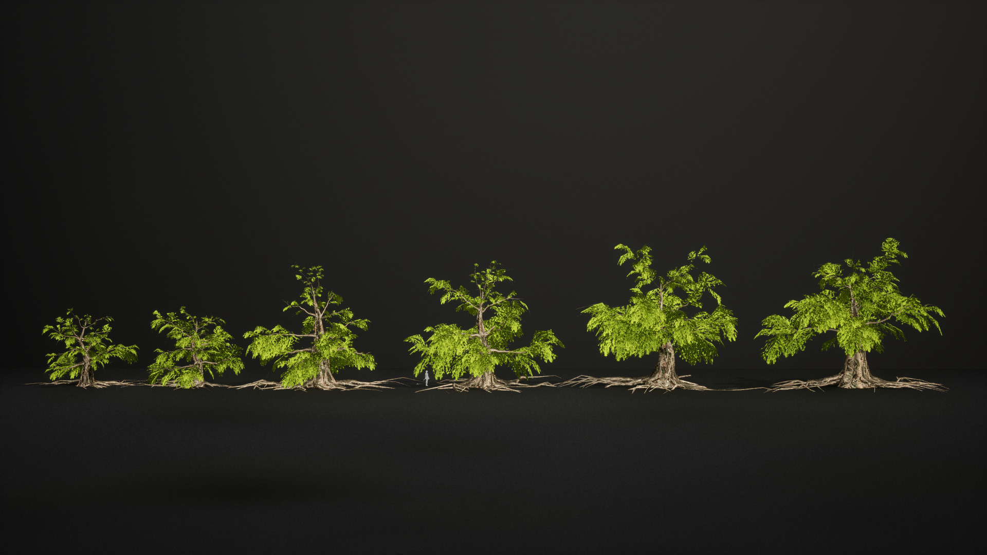 Endangered Plant - 6 Dawn Redwood Conifer Tree Low-poly 3D model_3