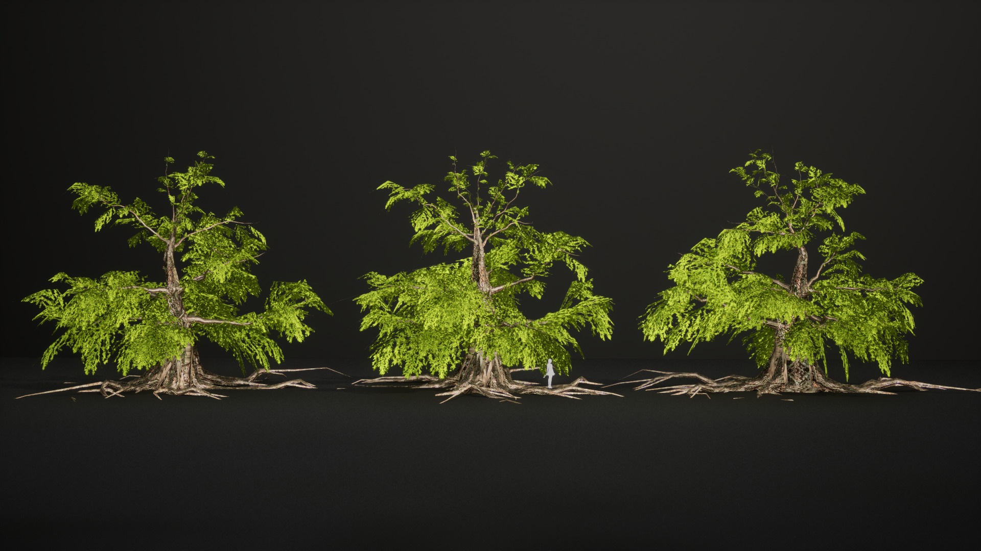 Endangered Plant - 6 Dawn Redwood Conifer Tree Low-poly 3D model_7