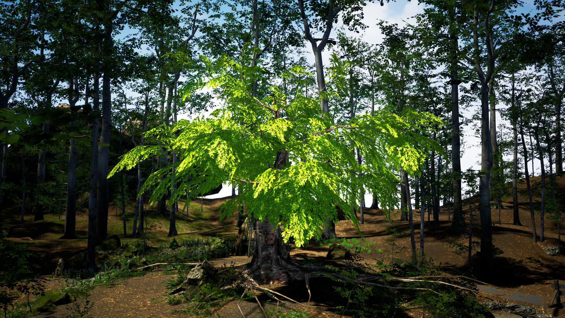 Endangered Plant - 6 Dawn Redwood Conifer Tree Low-poly 3D model_1