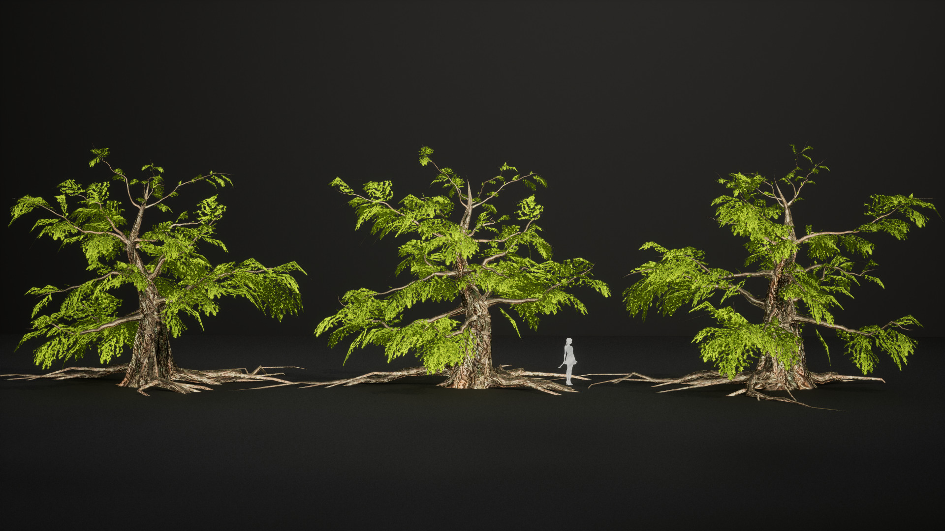 Endangered Plant - 6 Dawn Redwood Conifer Tree Low-poly 3D model_4