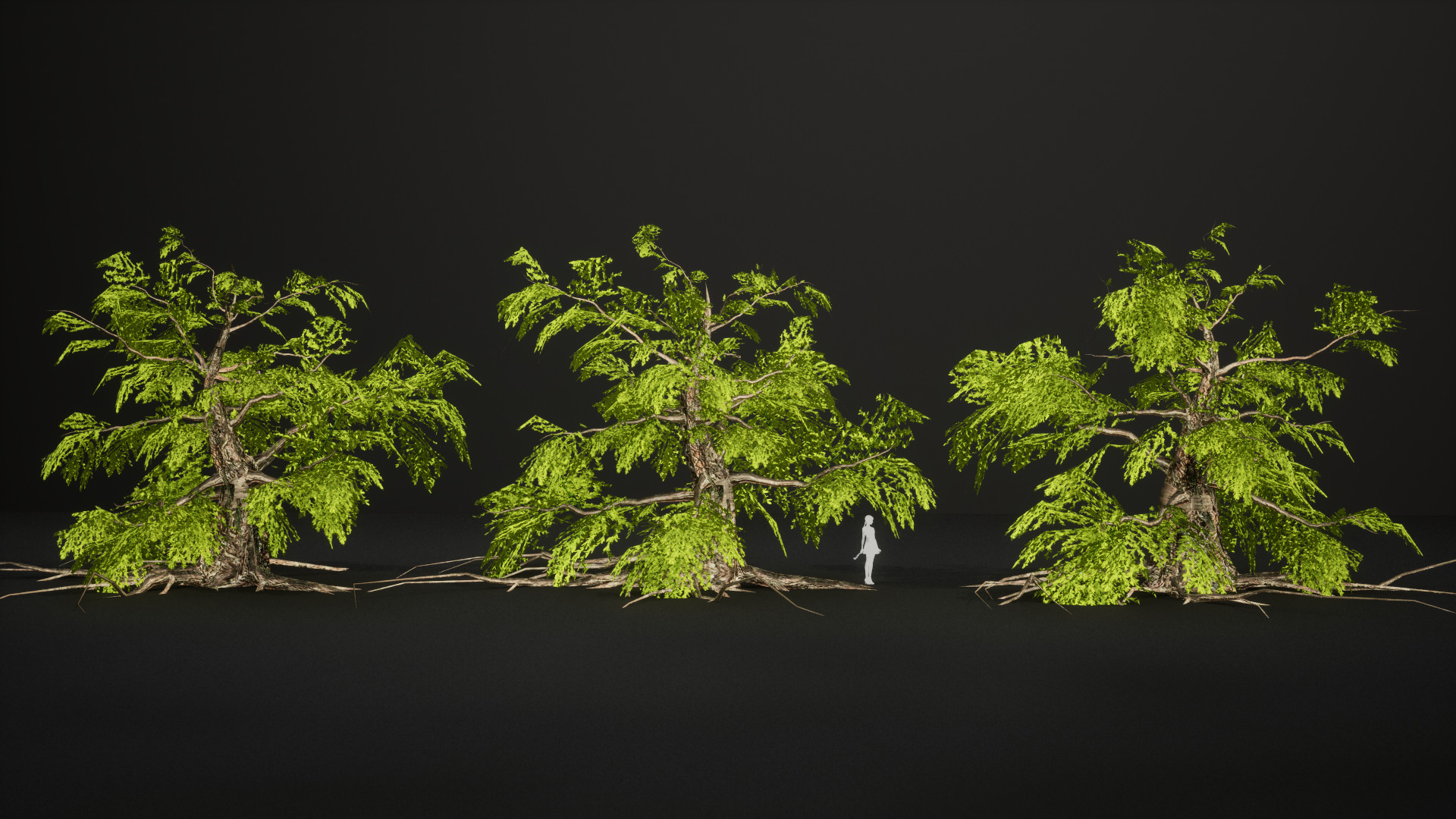 Endangered Plant - 6 Dawn Redwood Conifer Tree Low-poly 3D model_5