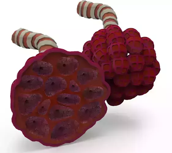 Bronchioles and Alveoli Anatomy Low-poly 3D model