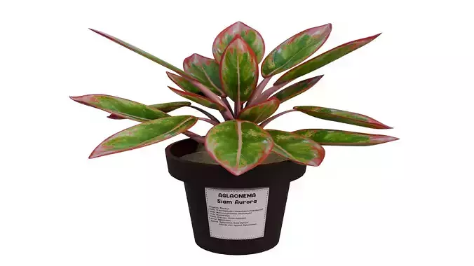 Realistic Aglaonema Siam Aurora 3D model